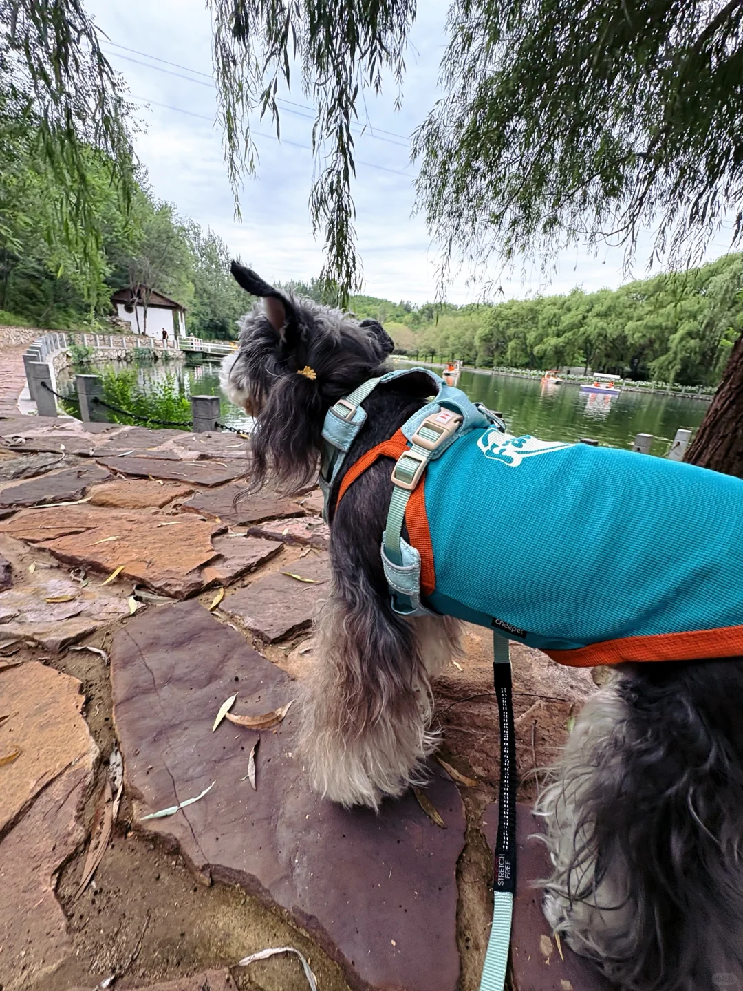 石家庄及周边宠物友好景区(新增柳仙谷)