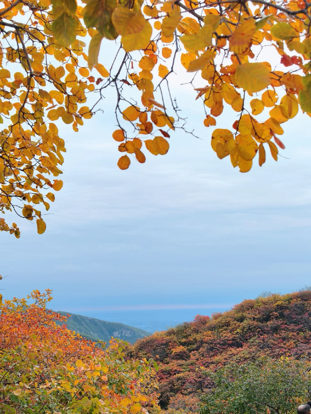 邯郸周边游：佛照山赏绝美红叶