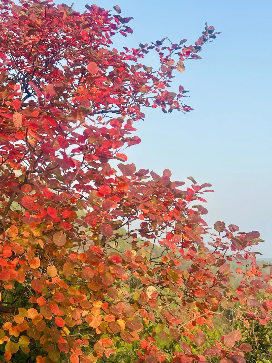 接下来，北京这个半红半绿登山步道将美成画