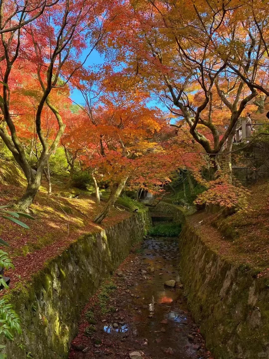 🍁京都红叶季要来了|秋天限定的京都!