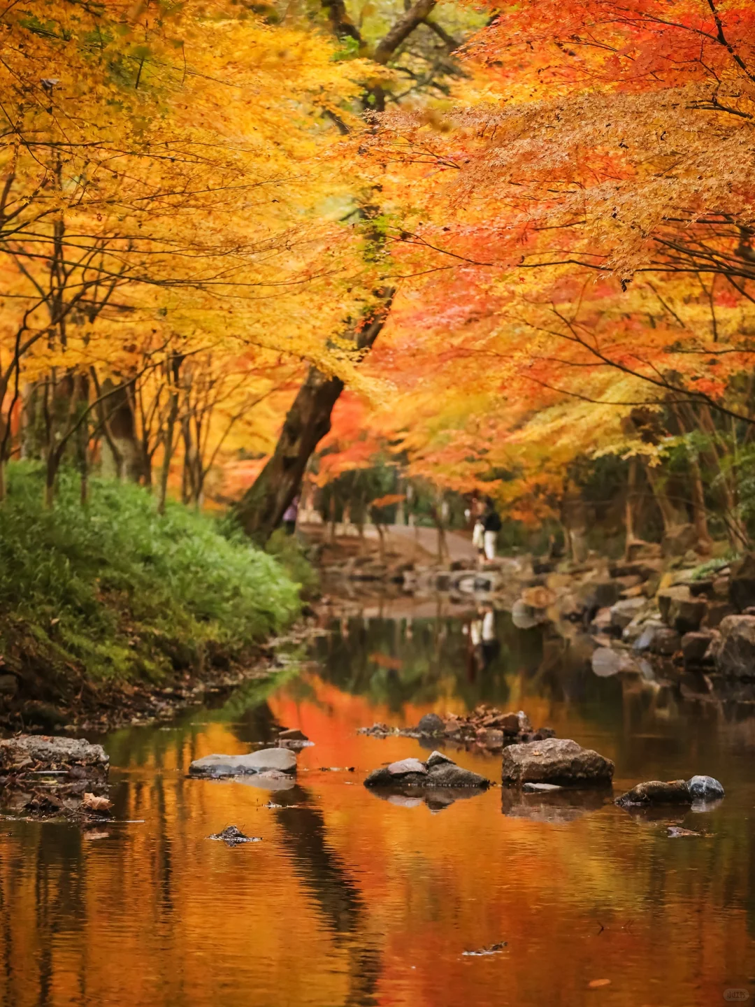 杭州最美的秋景都是免费的🍂附机位!