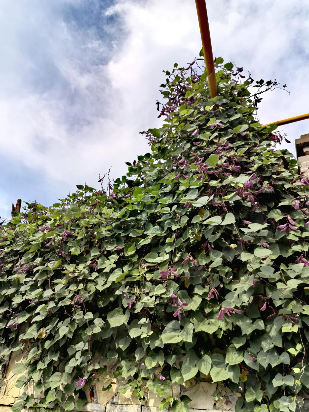 鹿泉藏了个悬崖上的「天空书屋」☁️