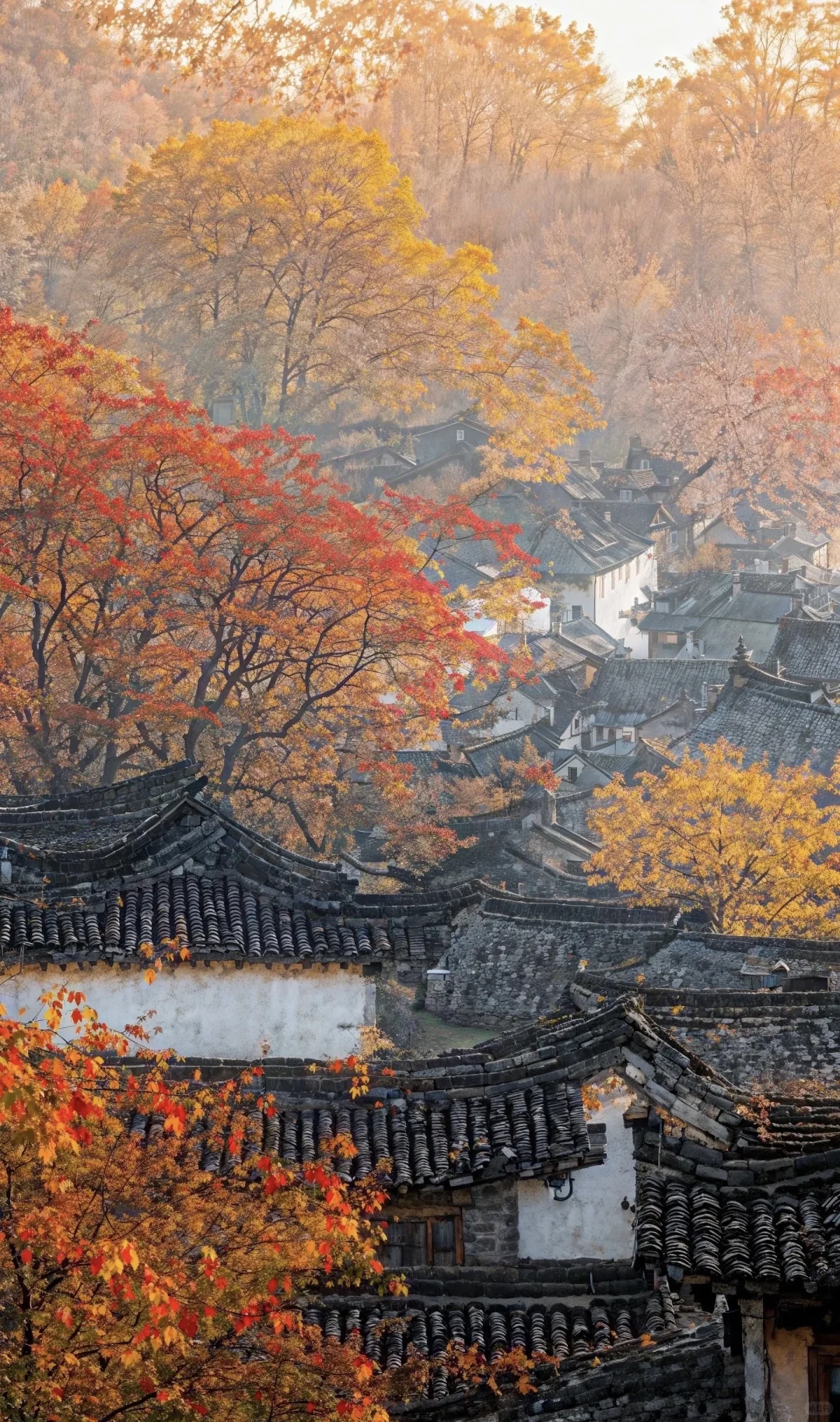 10.17～10.19寻一起去婺源赏秋的搭子 自驾游