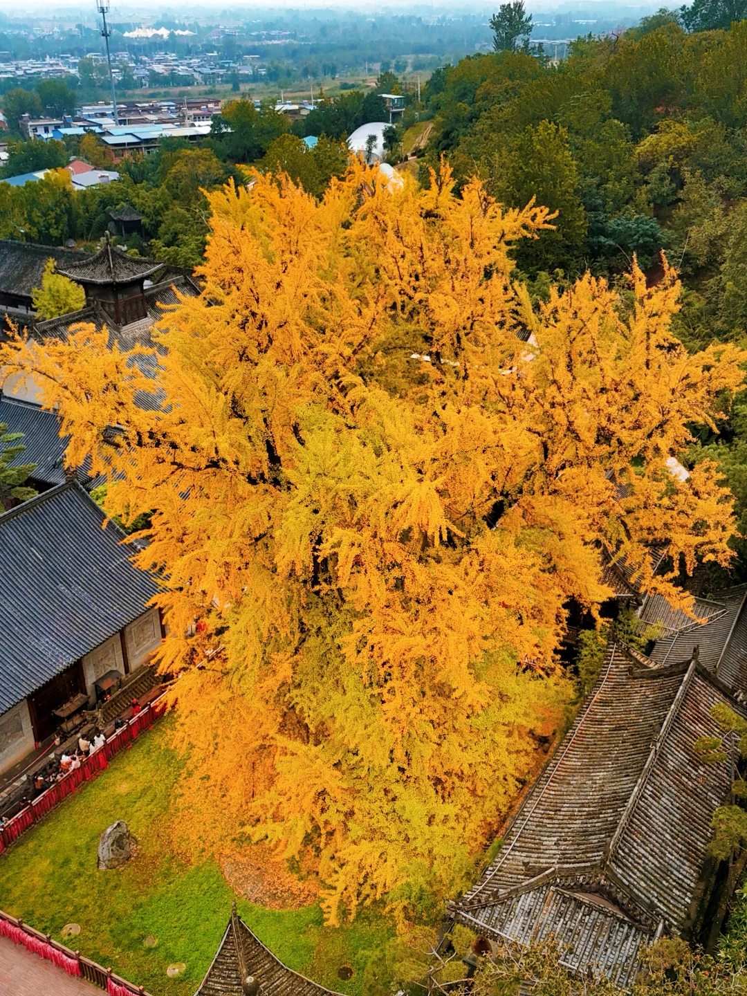 西安赏秋🍂1400年银杏树太太太震撼‼️附攻略