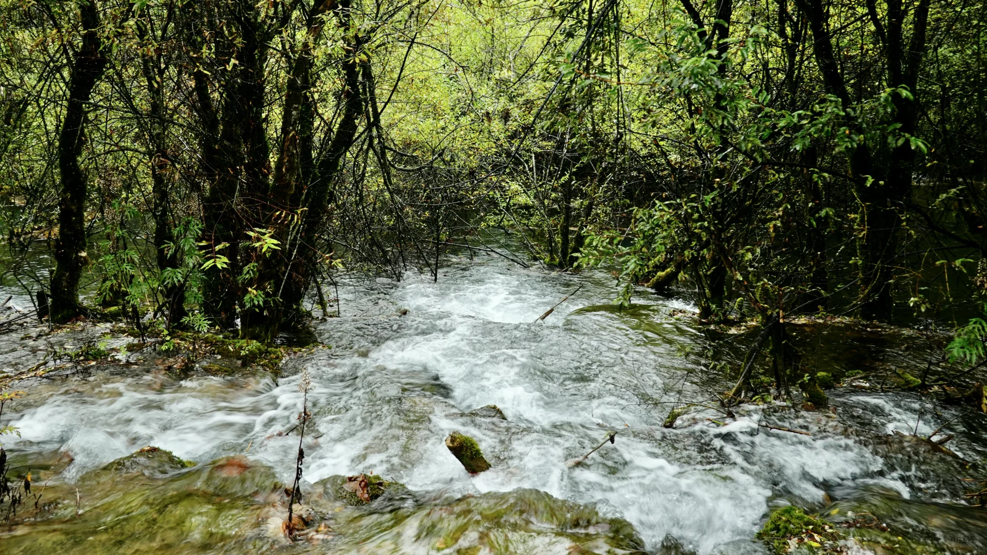 九寨沟·箭竹海瀑布