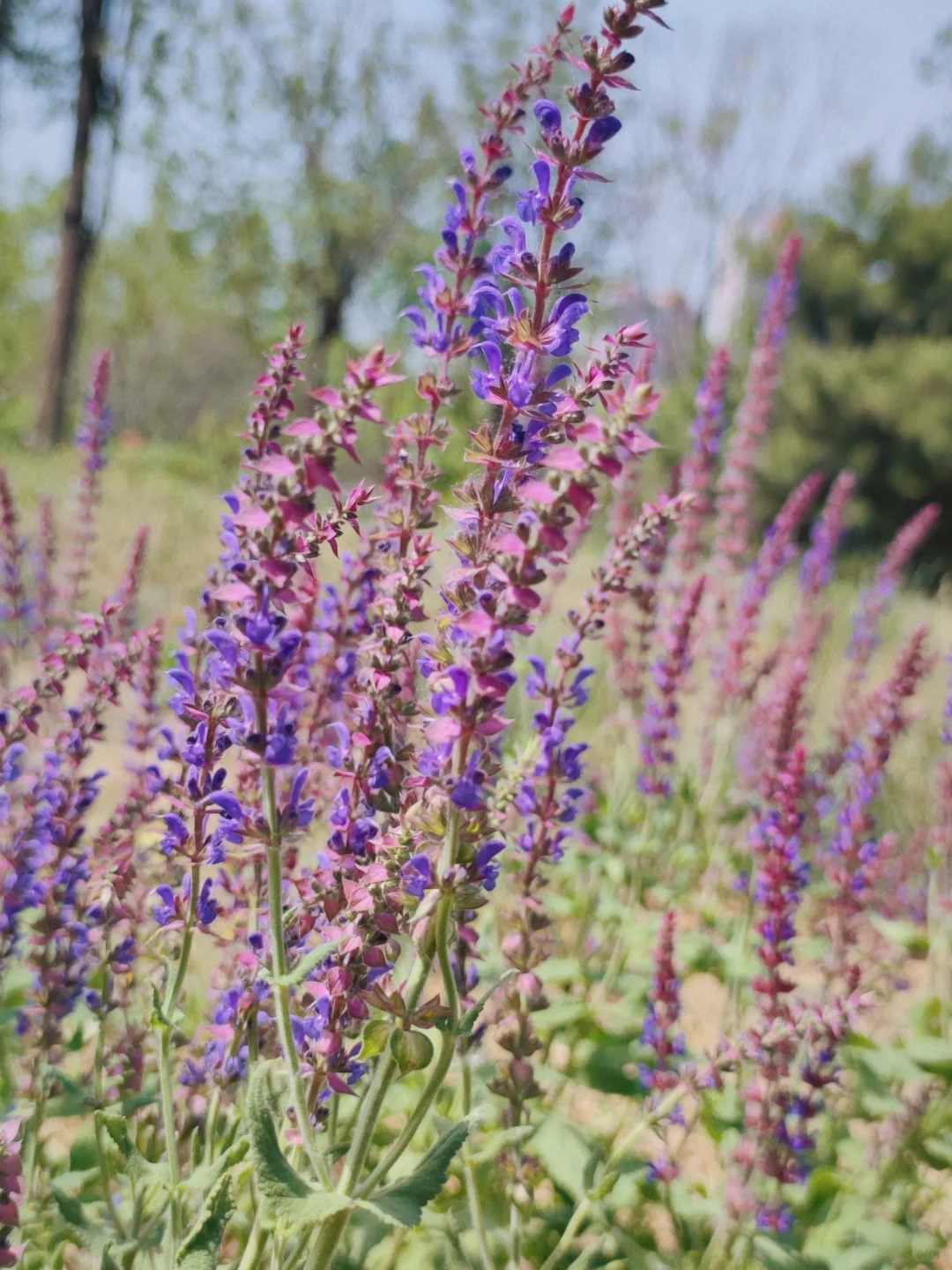 济南长清这个公园太好逛了!🌳附详细攻略