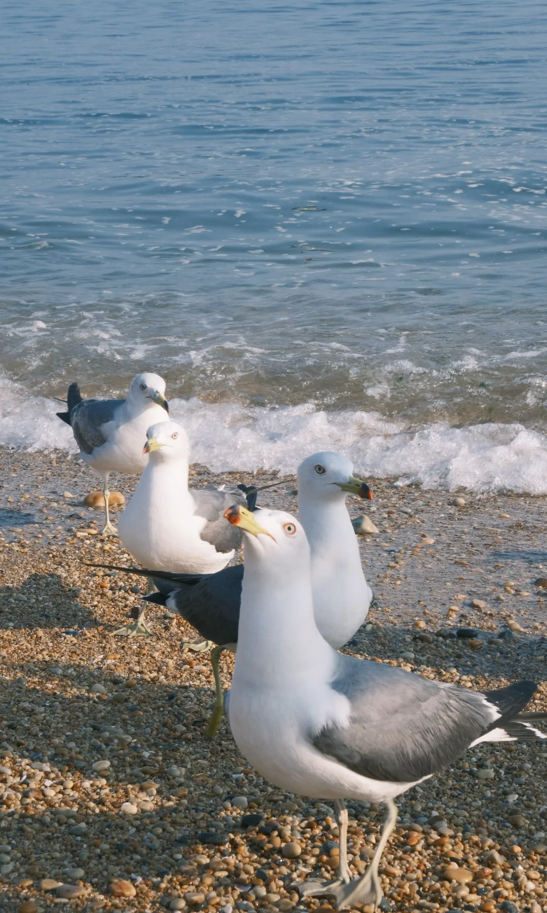 接下来的大连🌊