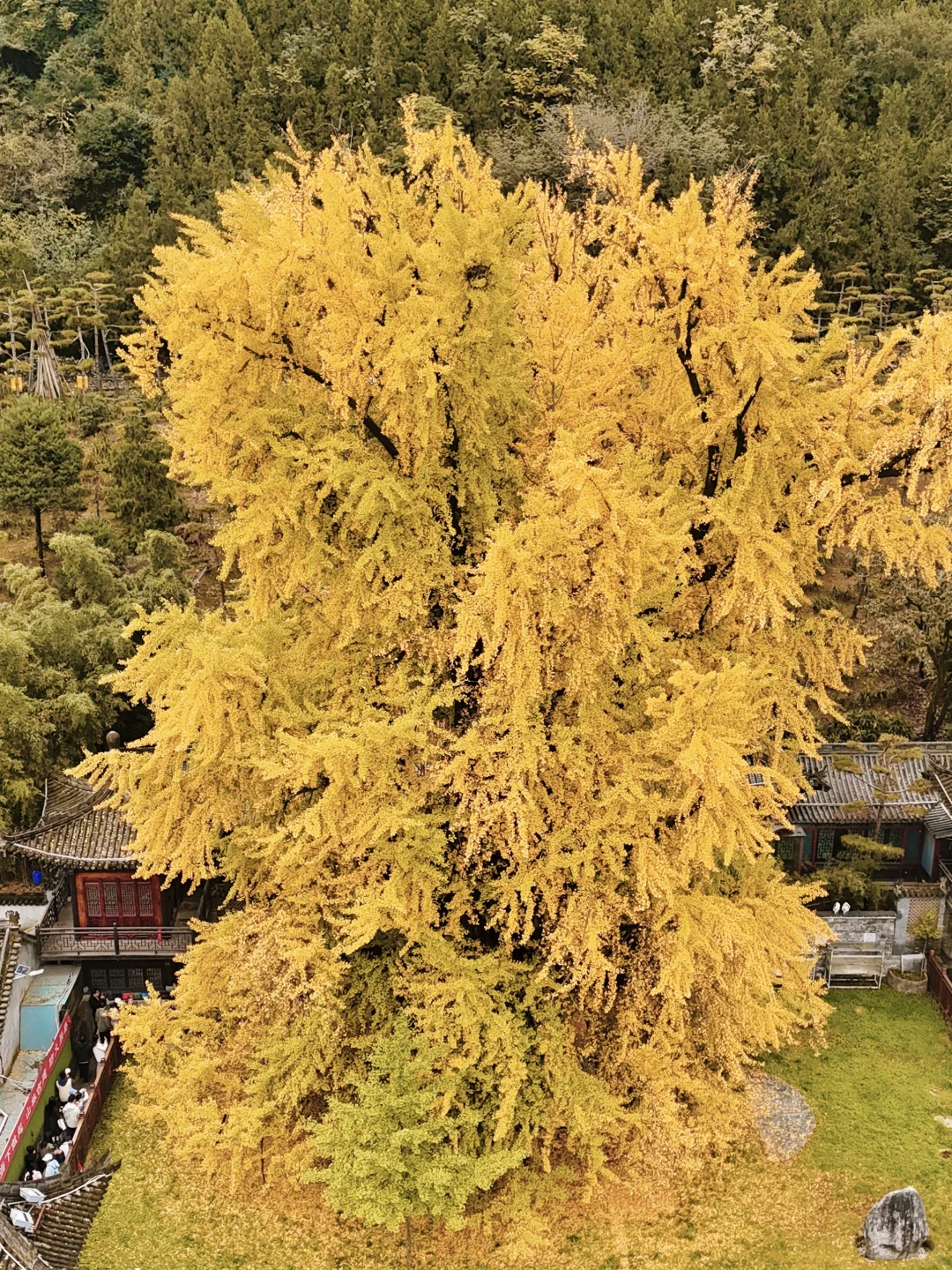 西安赏秋🍂1400年银杏树太太太震撼‼️附攻略