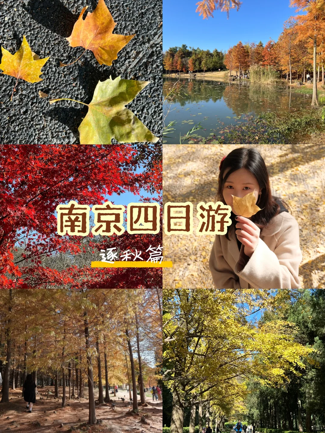 🍁南京四日游赏秋路线📍