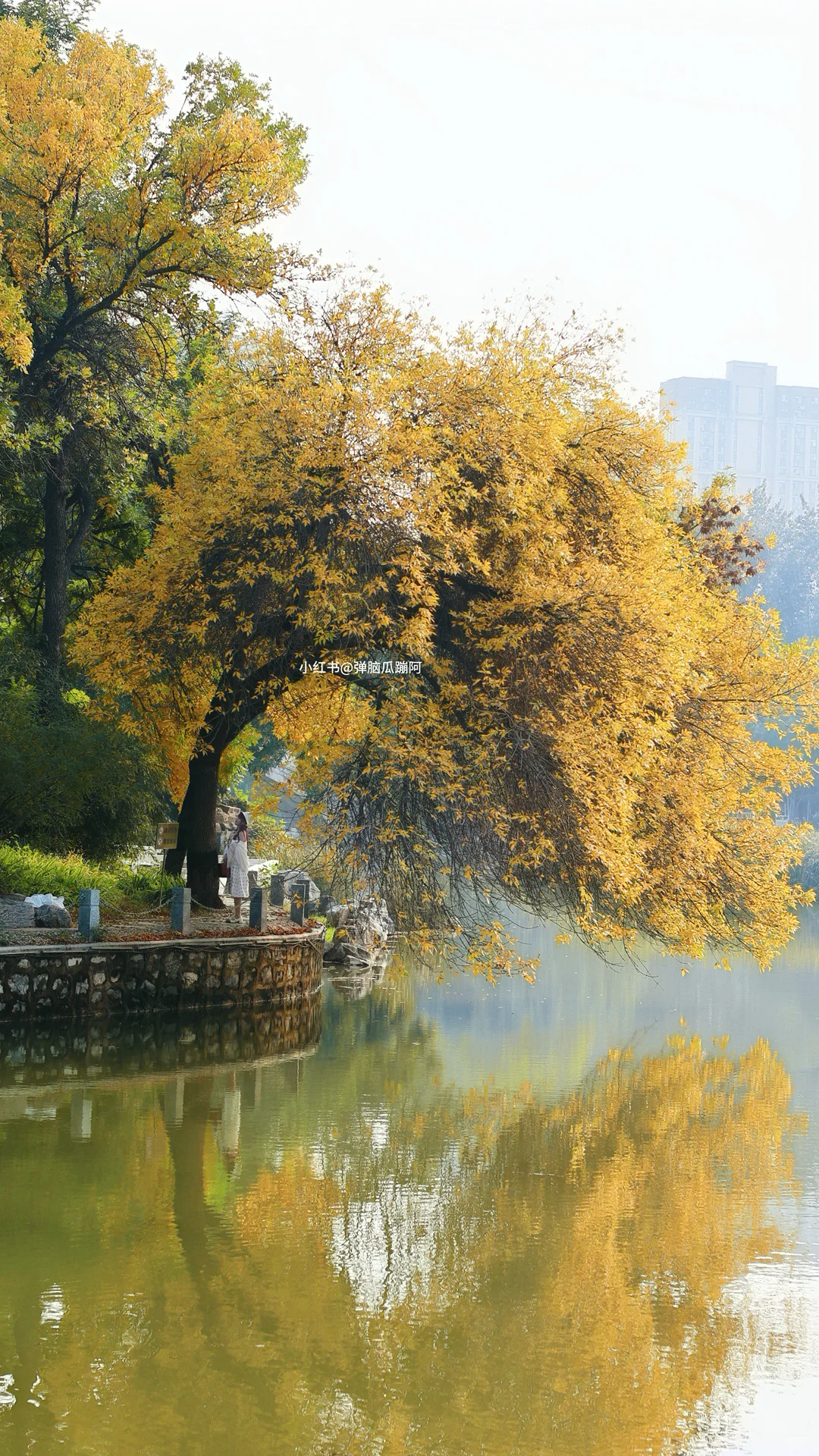 10.15实拍🍁石家庄这个公园的白蜡率先入秋
