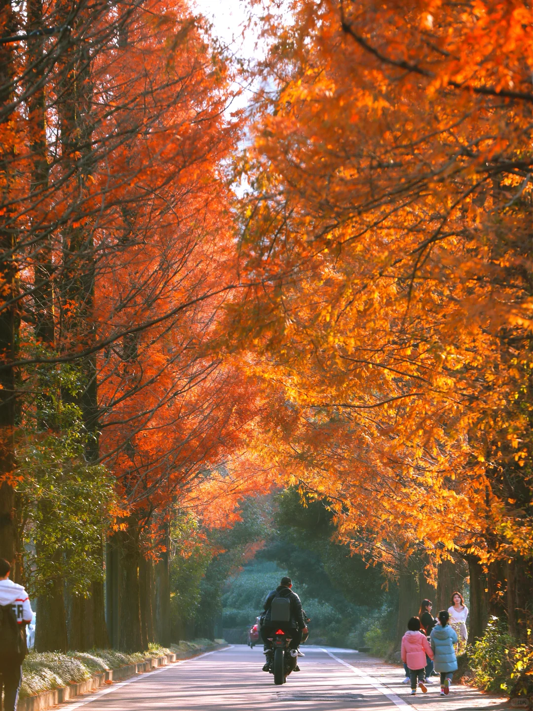 杭州最美的秋景都是免费的🍂附机位!