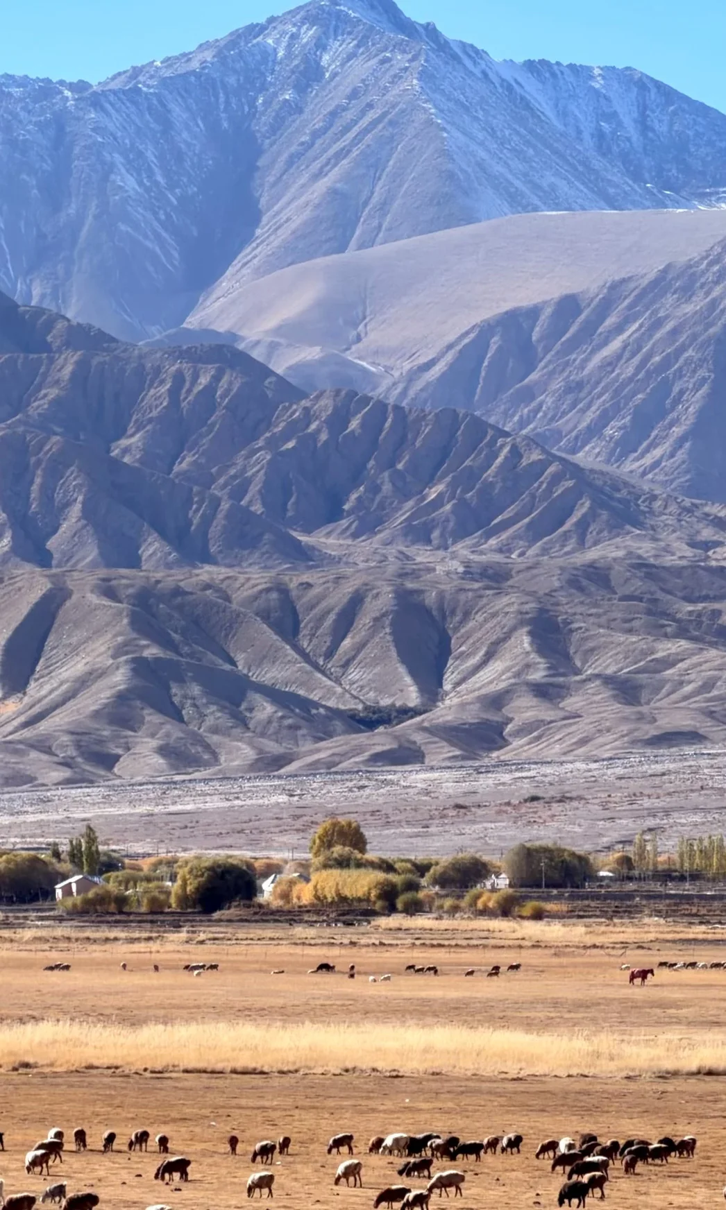 全屏live | 南疆秋天最好的地方都是免费的