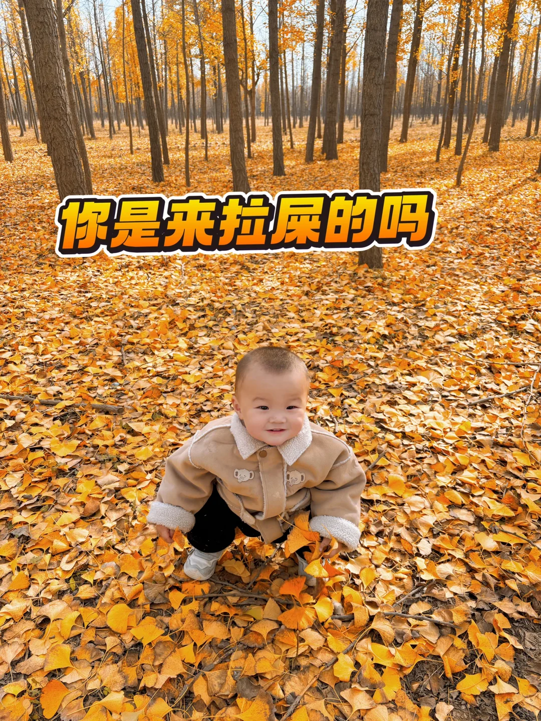 11.5邯郸银杏林今日实况,真的太美了~