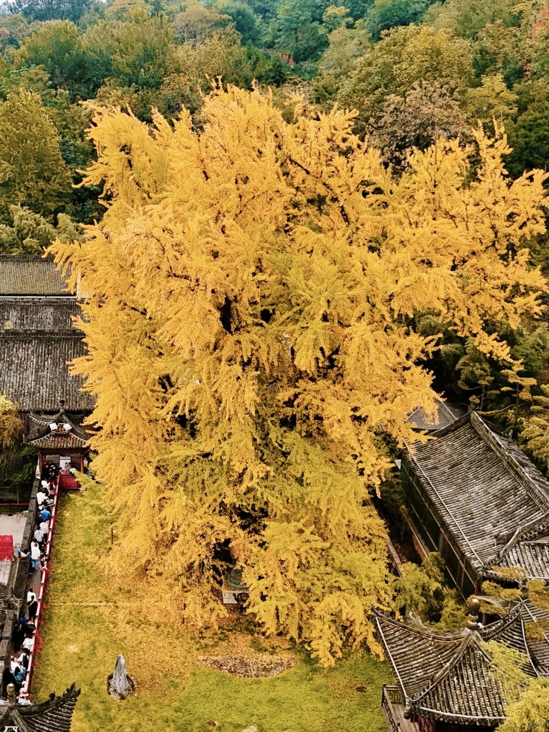 西安赏秋🍂1400年银杏树太太太震撼‼️附攻略