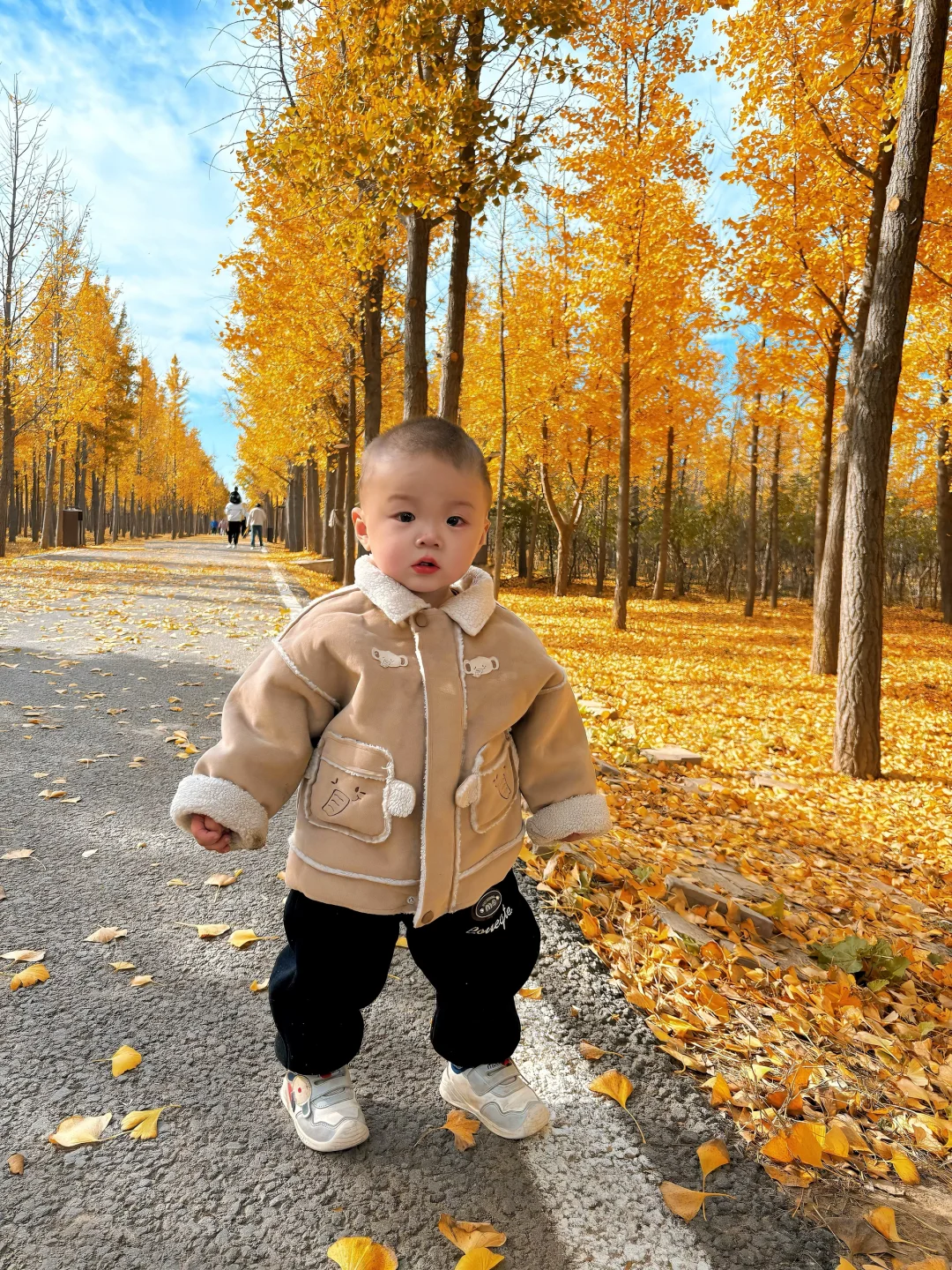 11.5邯郸银杏林今日实况，真的太美了～