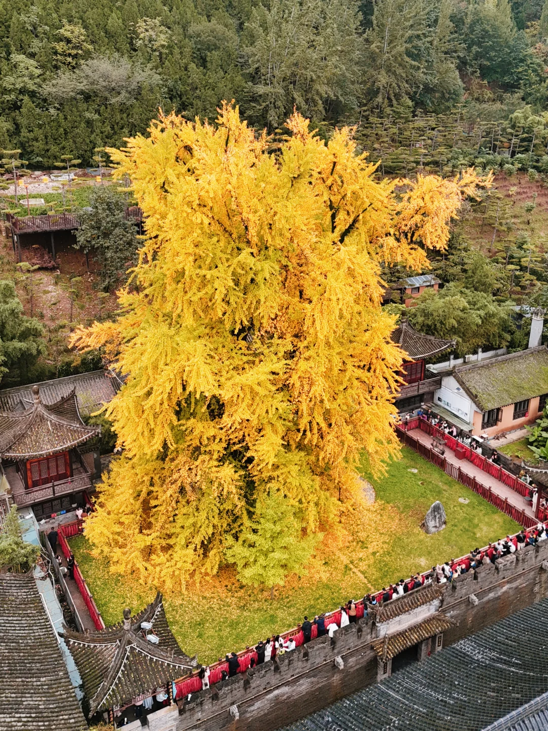 西安赏秋🍂1400年银杏树太太太震撼‼️附攻略
