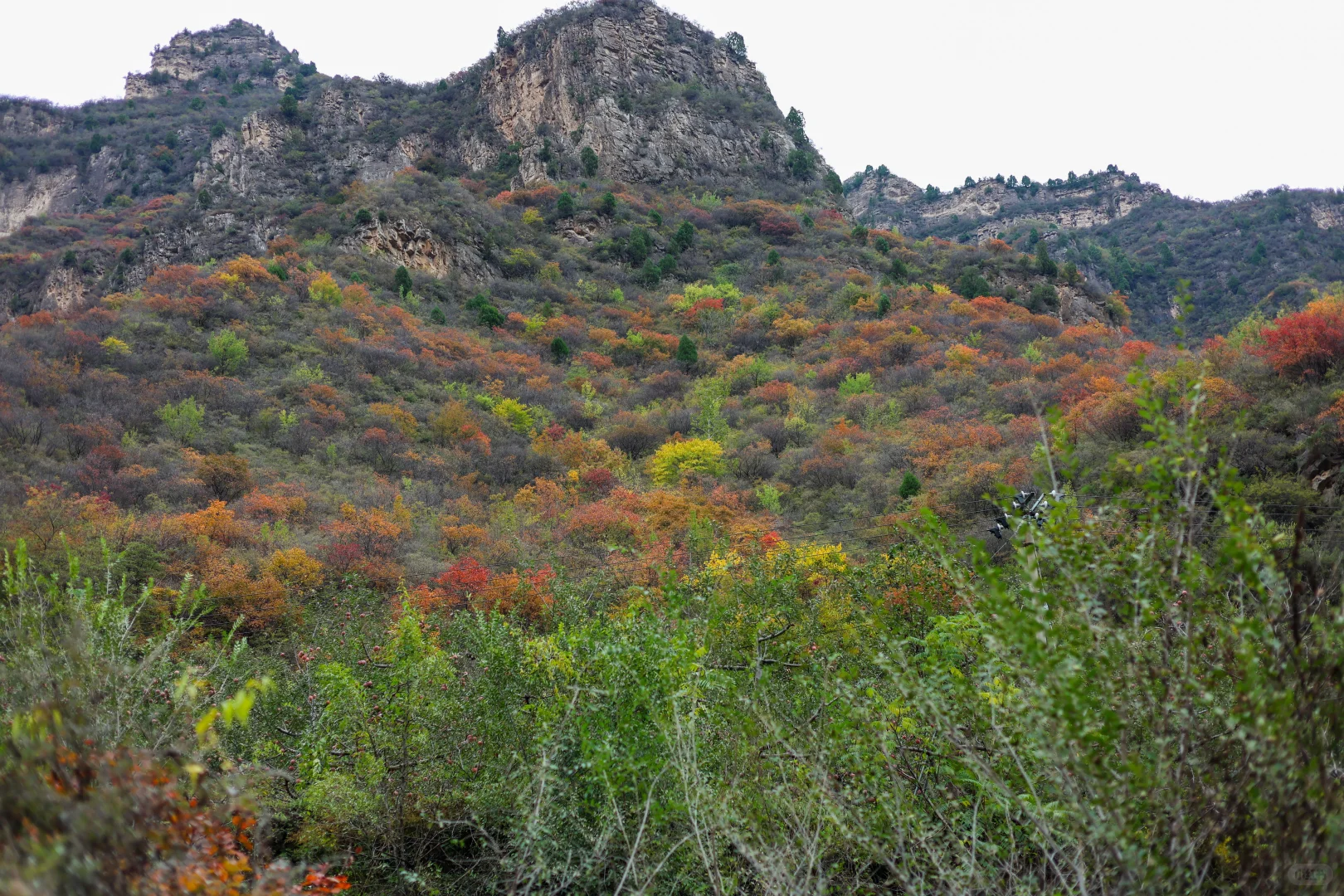 石家庄可以摘苹果，免费赏红叶的野山