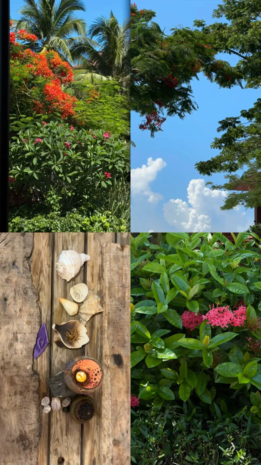 小岛日记🌴☀️