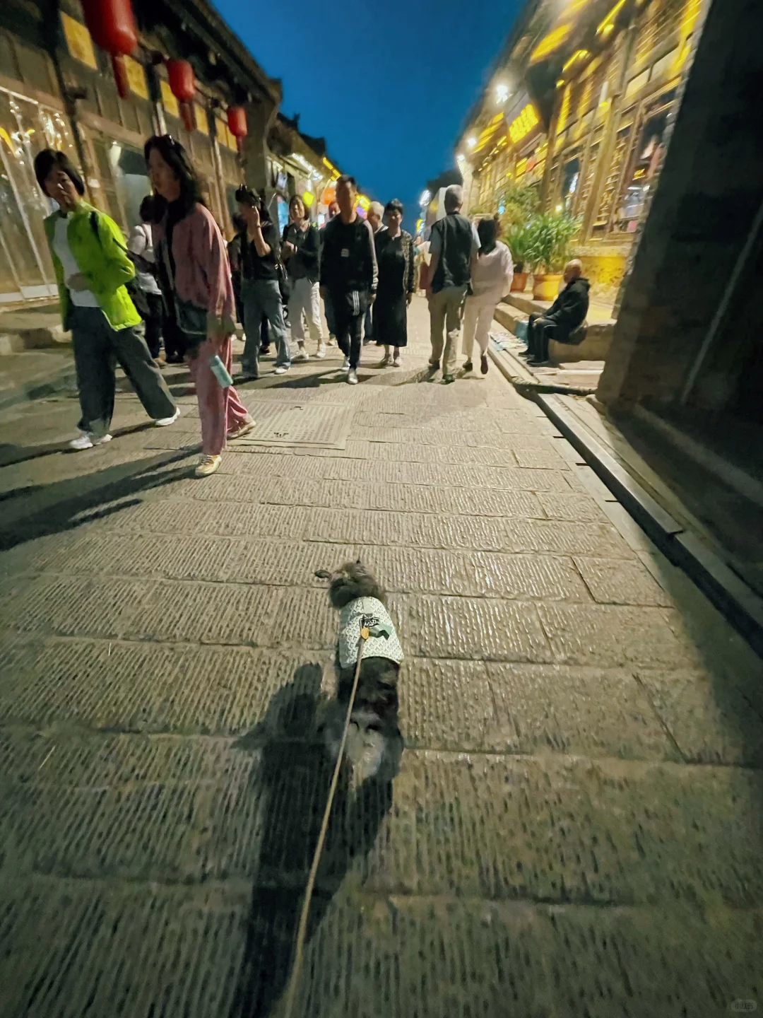 石家庄及周边宠物友好景区(新增柳仙谷)