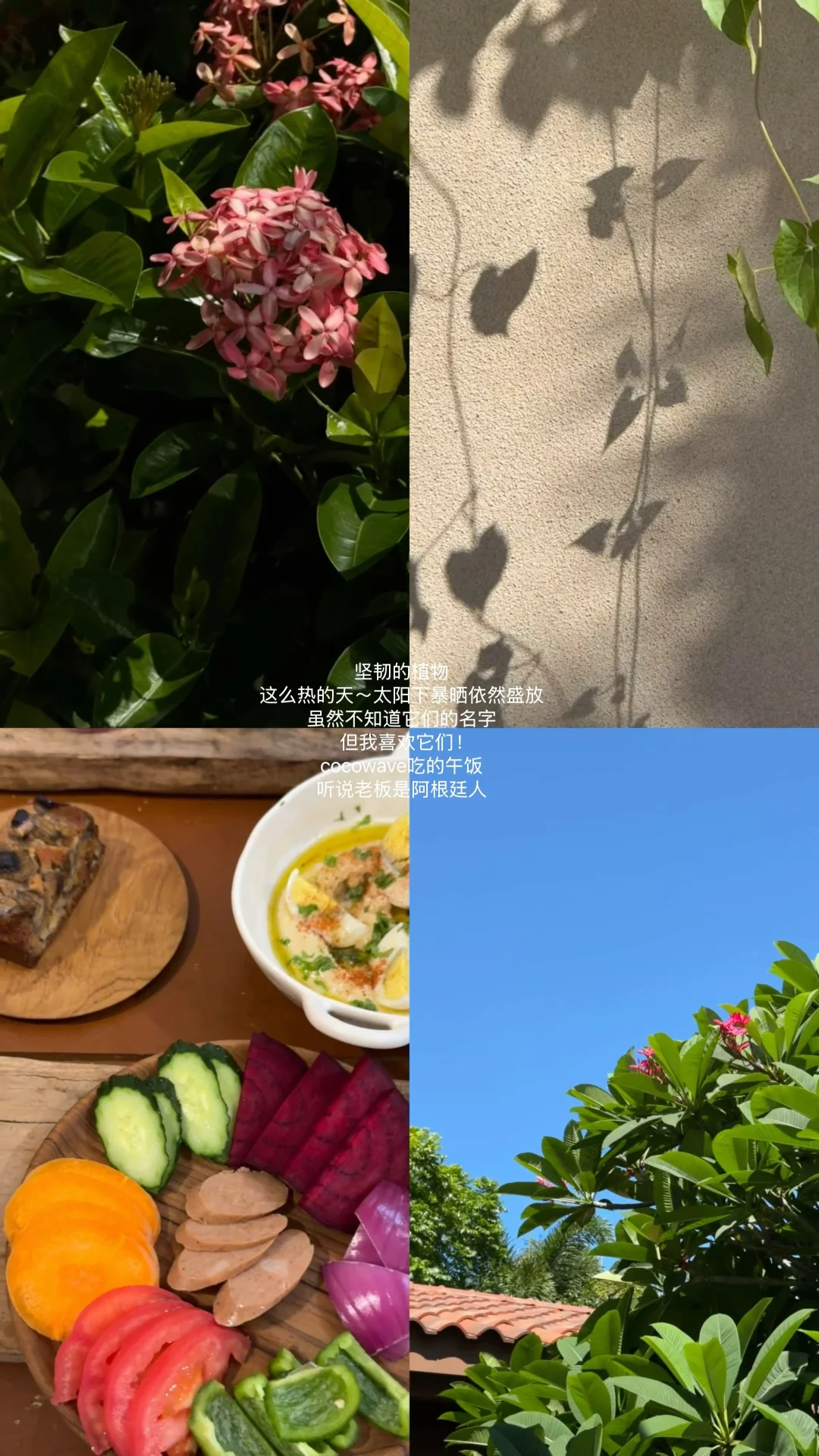 小岛日记🌴☀️