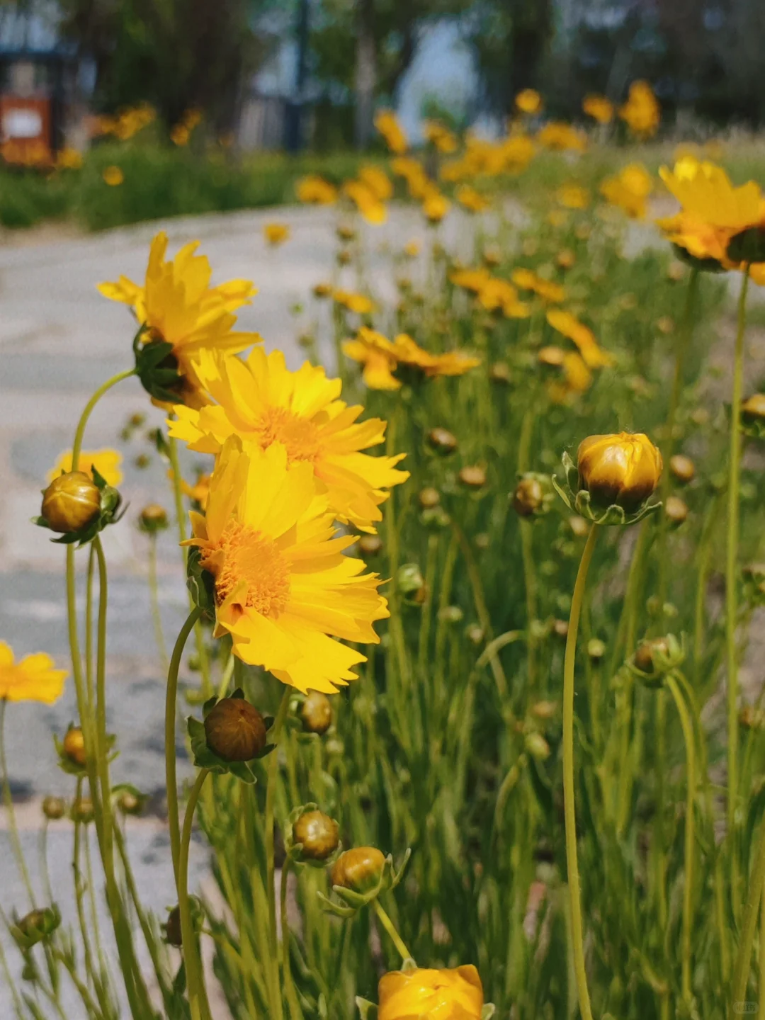 济南长清这个公园太好逛了!🌳附详细攻略