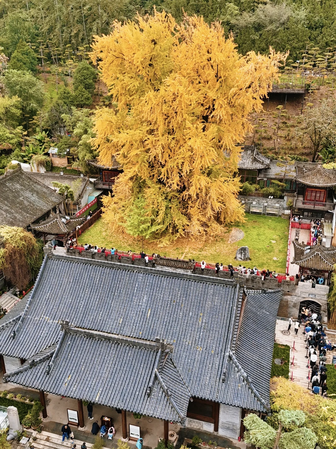 西安赏秋🍂1400年银杏树太太太震撼‼️附攻略
