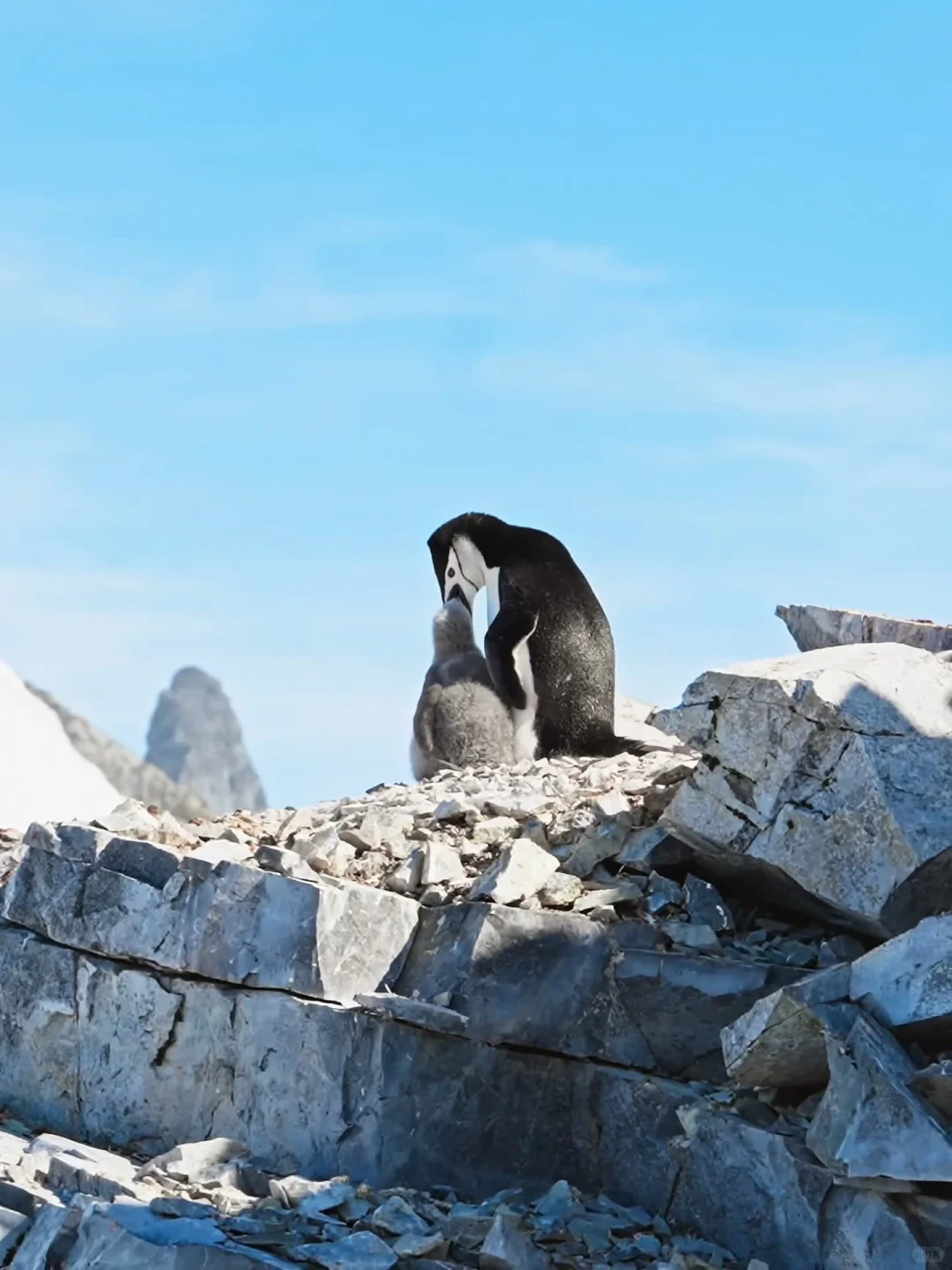 买了新手机，又花了15w，辞职去南极‼️