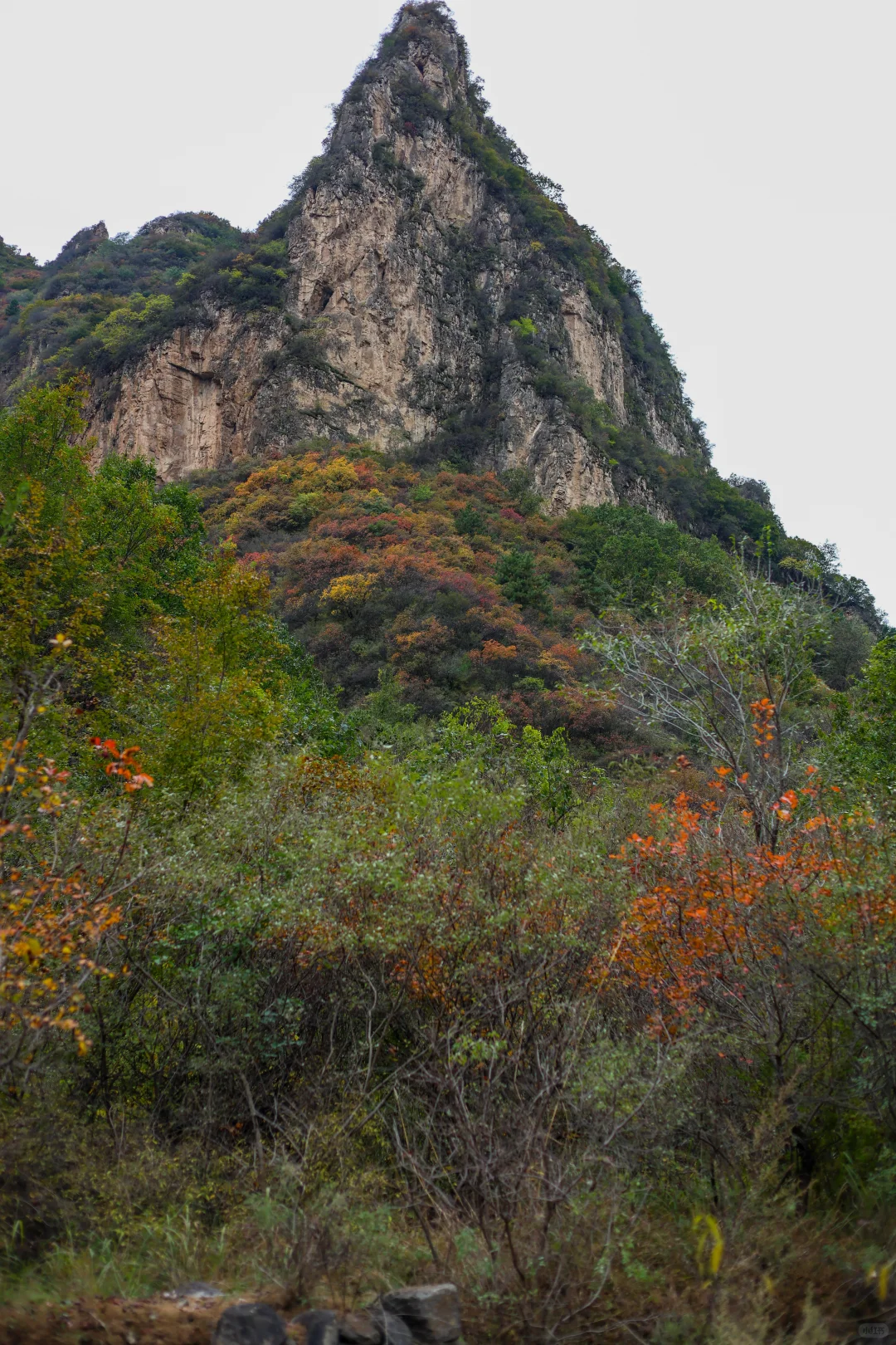 石家庄可以摘苹果，免费赏红叶的野山