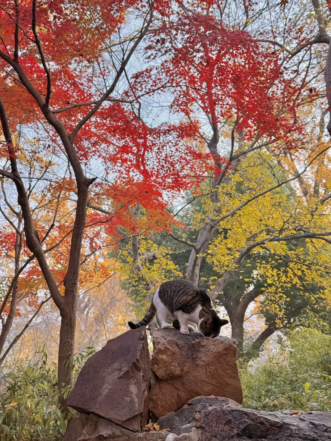 18张live图🍁告诉你苏州秋天有多美！！！！！！！