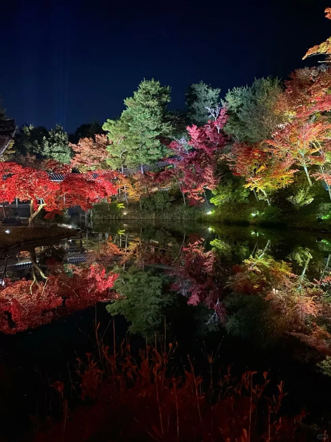 🍁京都红叶季要来了|秋天限定的京都!