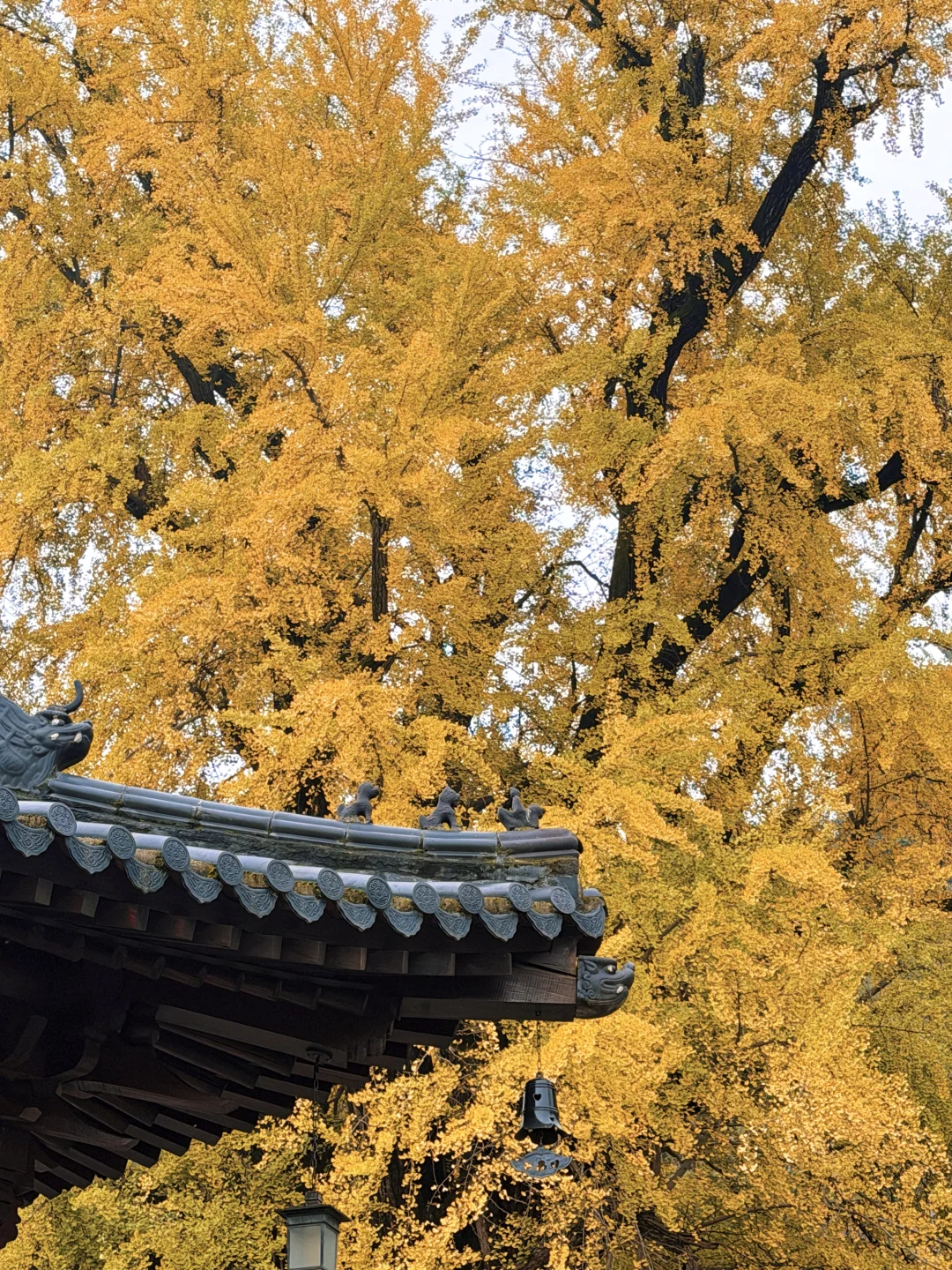 西安赏秋🍂1400年银杏树太太太震撼‼️附攻略