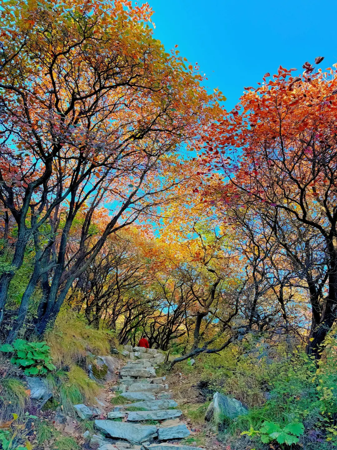每周一山，本次打卡坡峰岭~附攻略