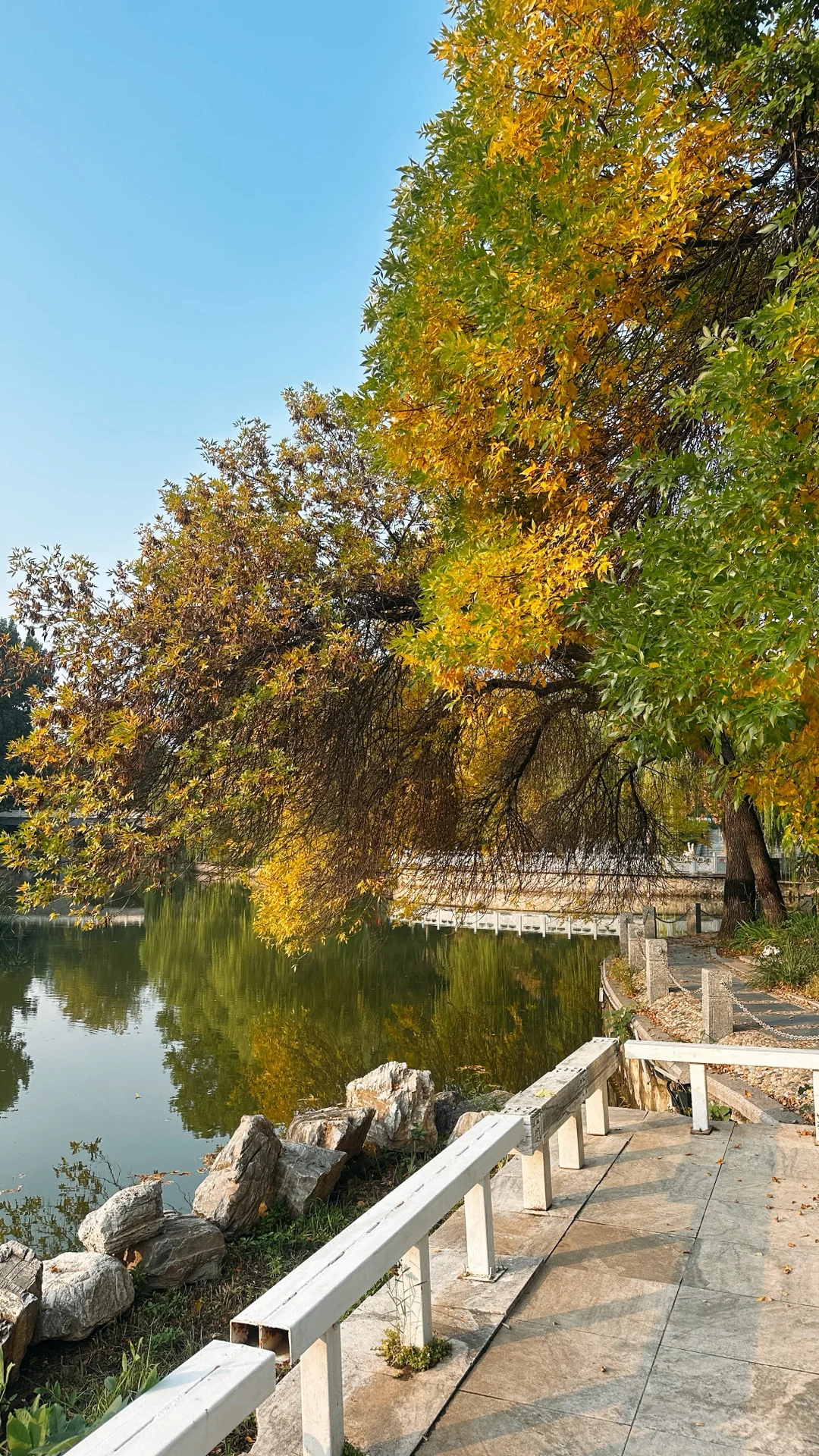 10.15实拍🍁石家庄这个公园的白蜡率先入秋