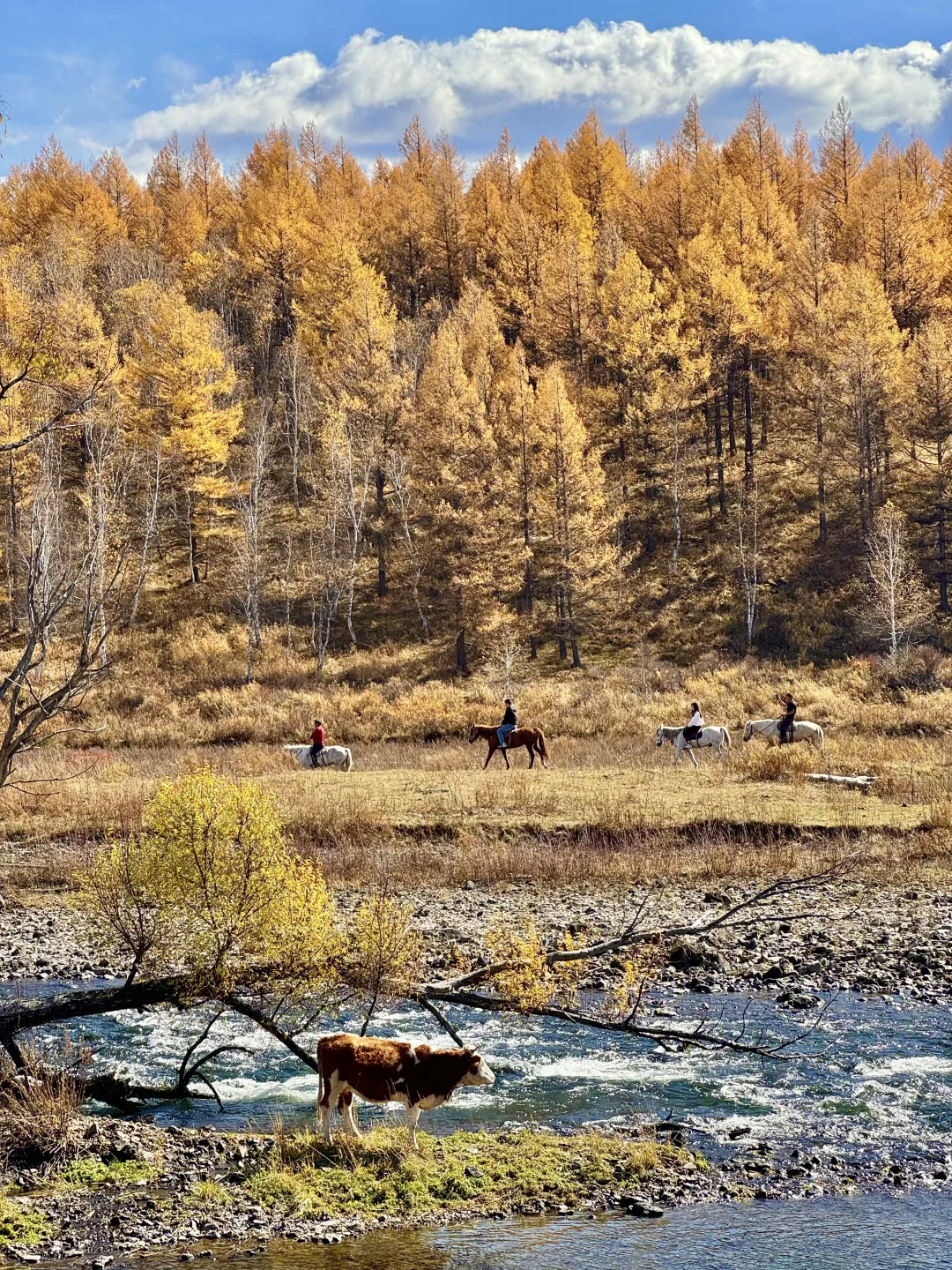 📍阿尔山！18张神级人生live！🥺太美了……