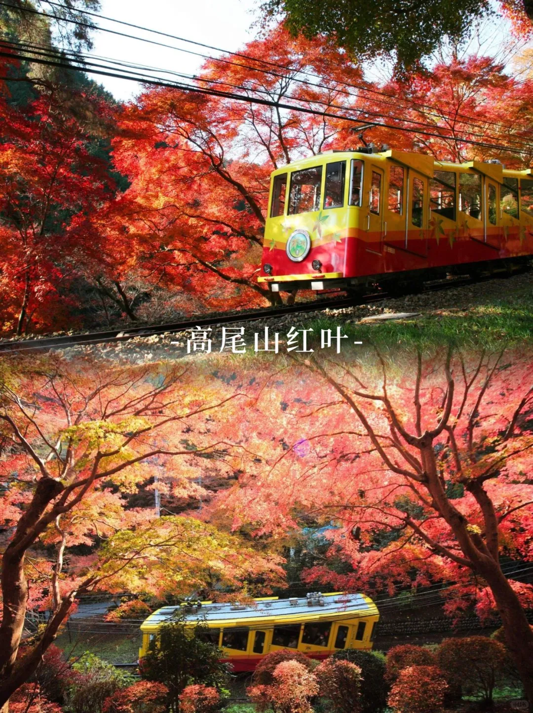 东京出发 | 2025高尾山红叶节🍁限定1日游