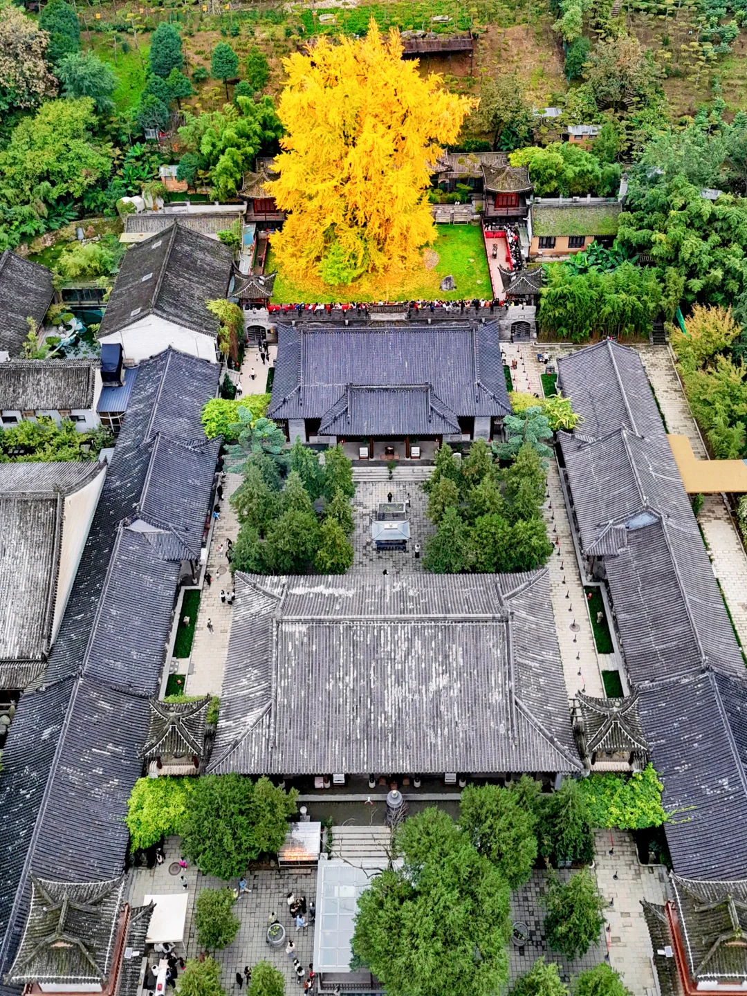 西安赏秋🍂1400年银杏树太太太震撼‼️附攻略