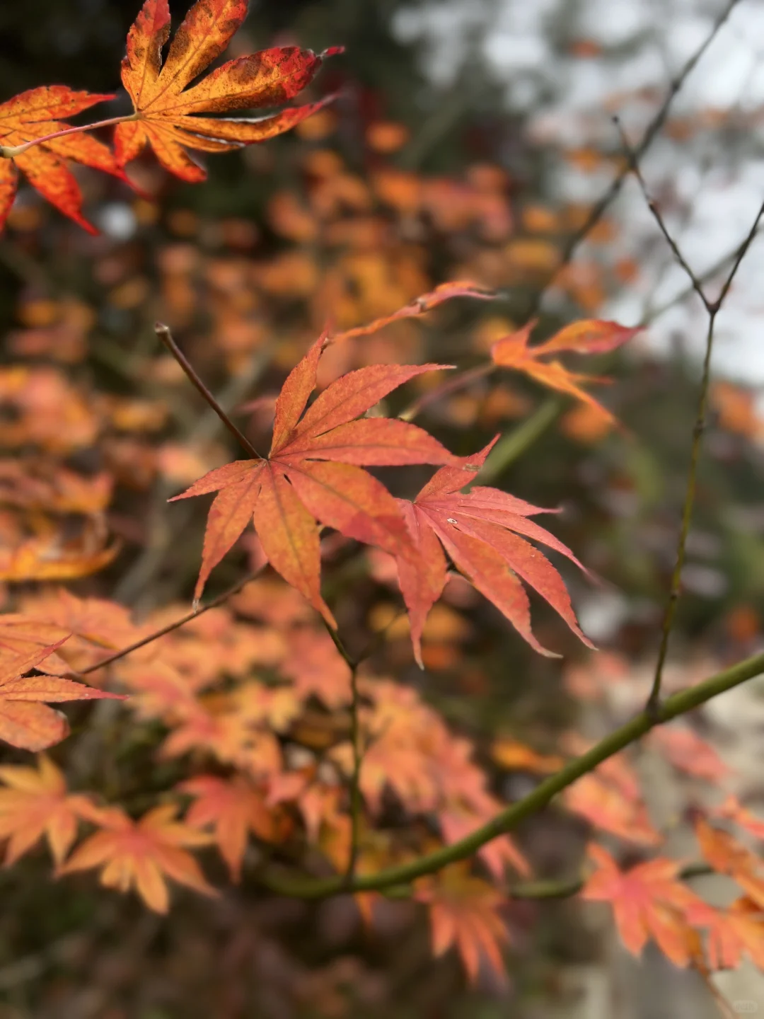 黎坪国家森林公园