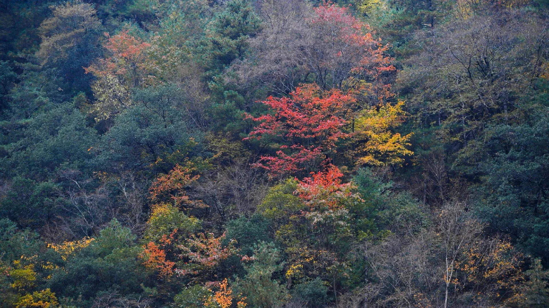 走吧！去看秋天的红叶！
