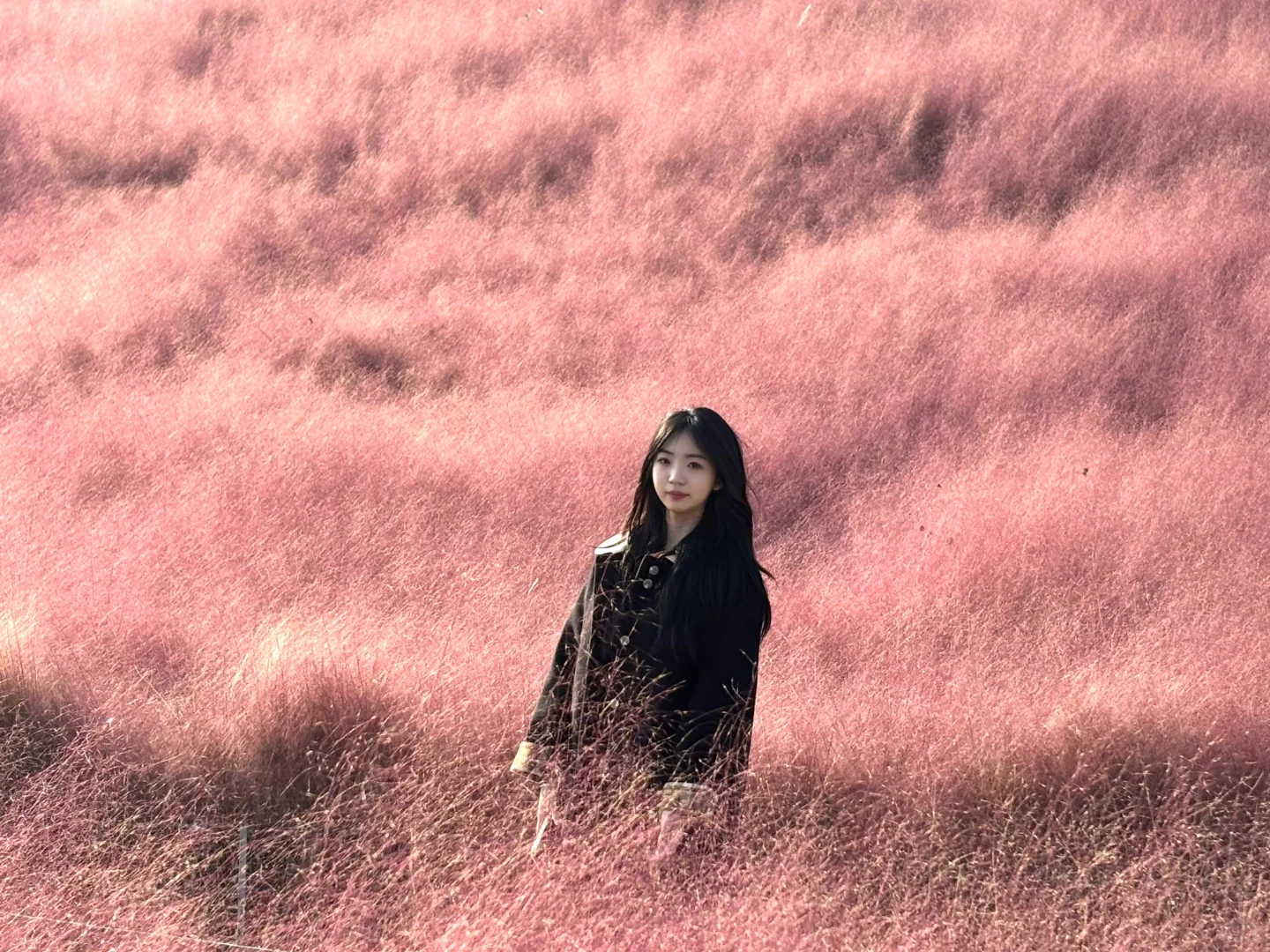 邯郸！紫山公园！超漂亮粉黛花海