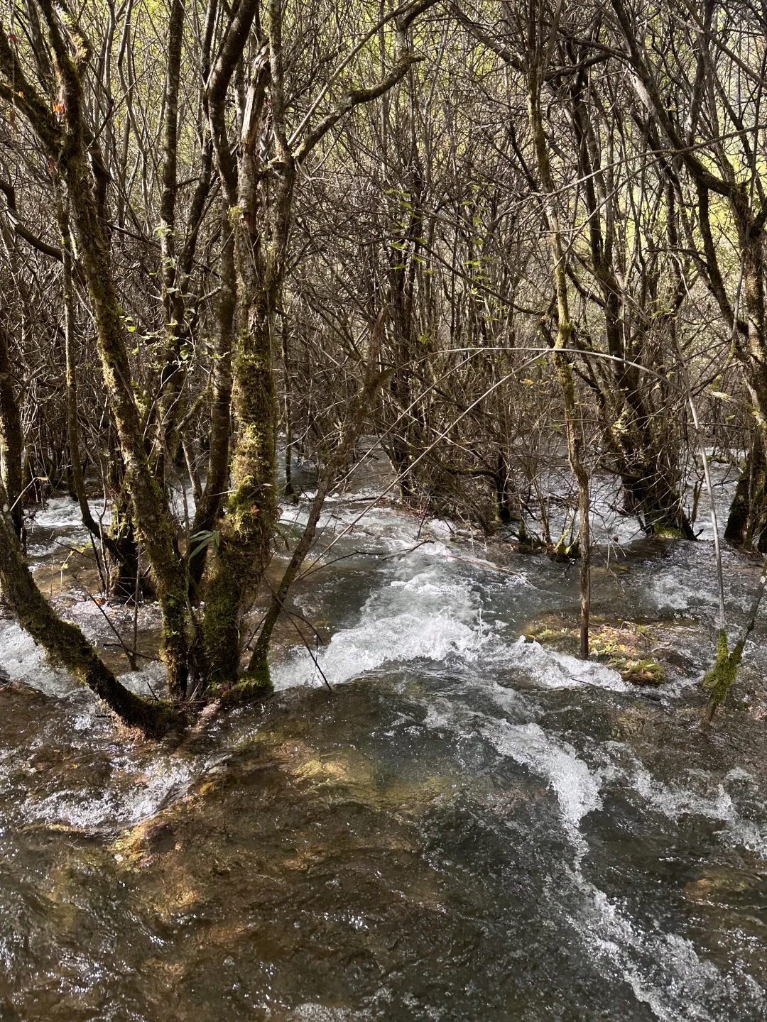 九寨沟避堵路线,把旺季当成淡季玩⛰️