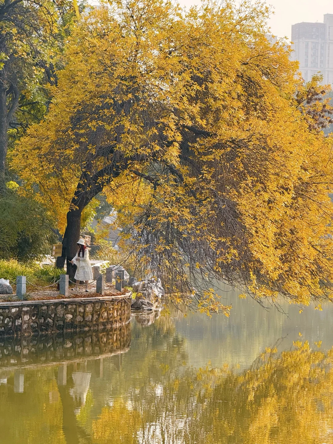 10.15实拍🍁石家庄这个公园的白蜡率先入秋