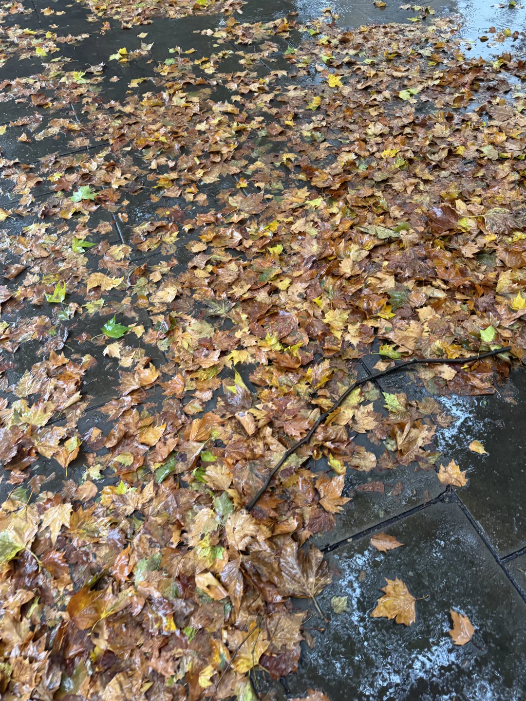 【英国生活Easier】3 Tower bridge 伦敦塔桥