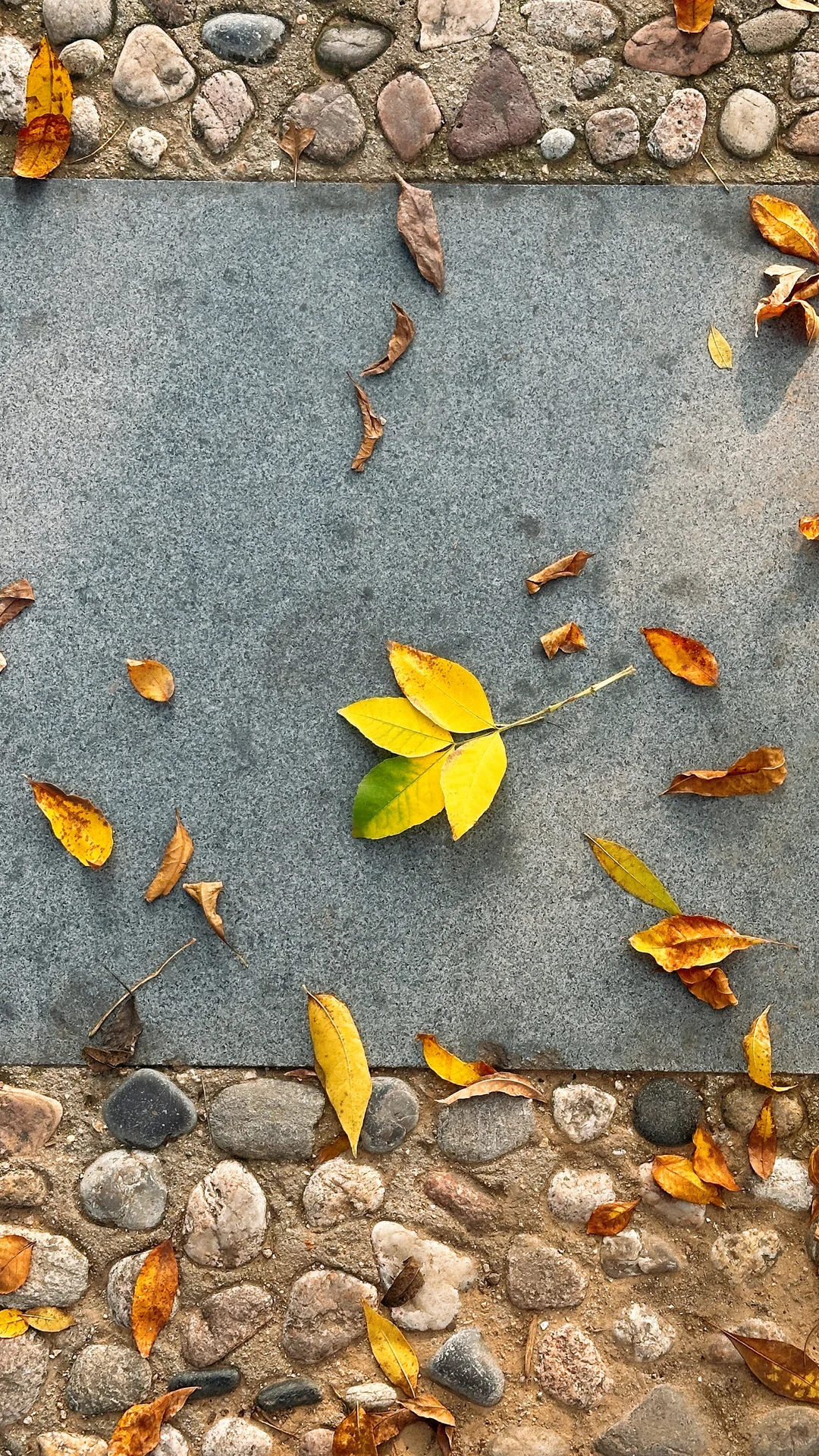 10.15实拍🍁石家庄这个公园的白蜡率先入秋