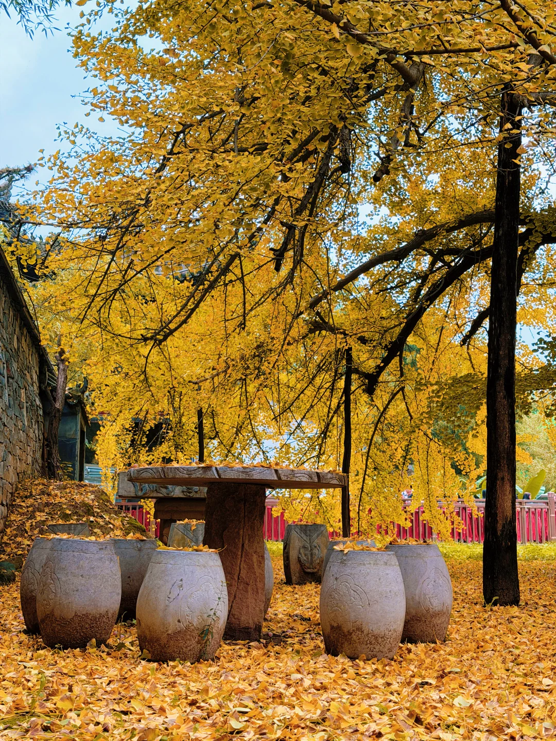 西安赏秋🍂1400年银杏树太太太震撼‼️附攻略
