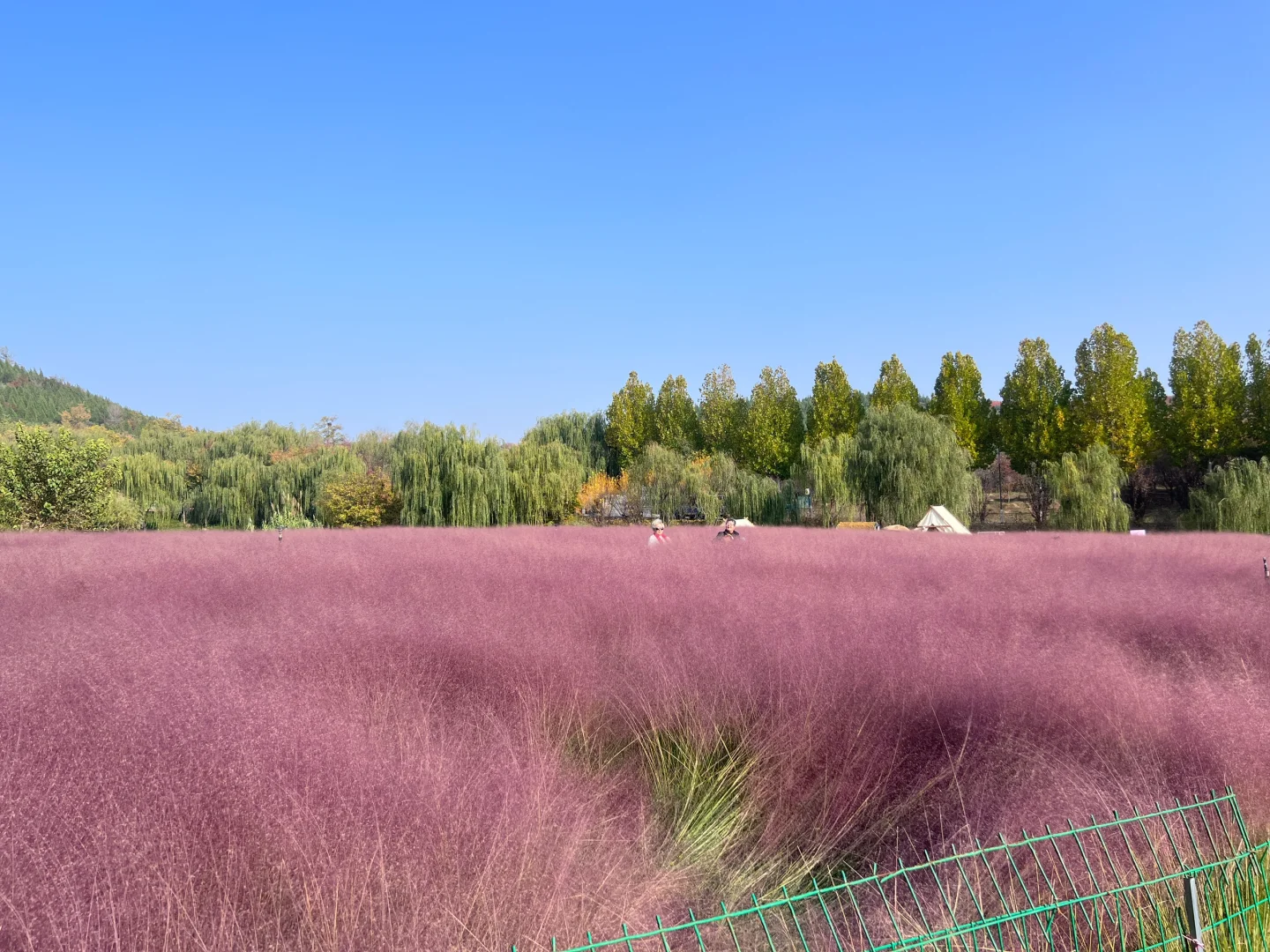 邯郸！紫山公园！超漂亮粉黛花海