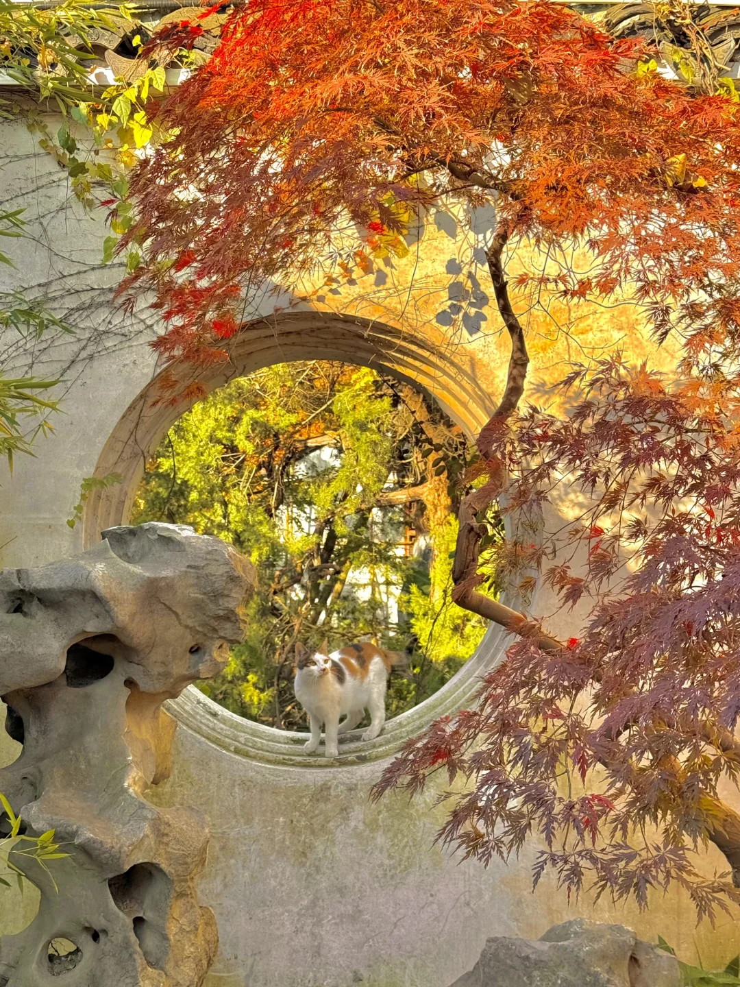 18张live图🍁告诉你苏州秋天有多美！！！！！！！