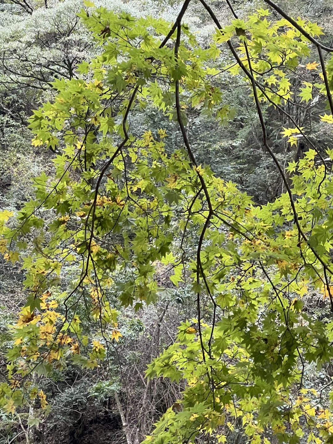 黎坪国家森林公园