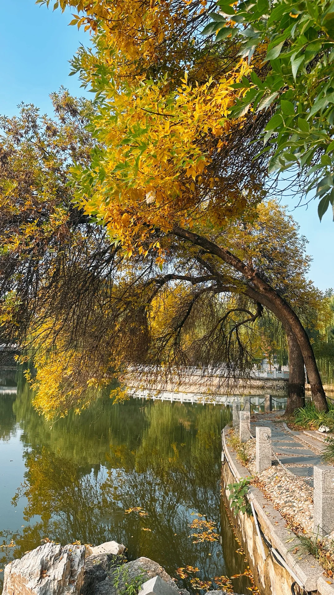 10.15实拍🍁石家庄这个公园的白蜡率先入秋