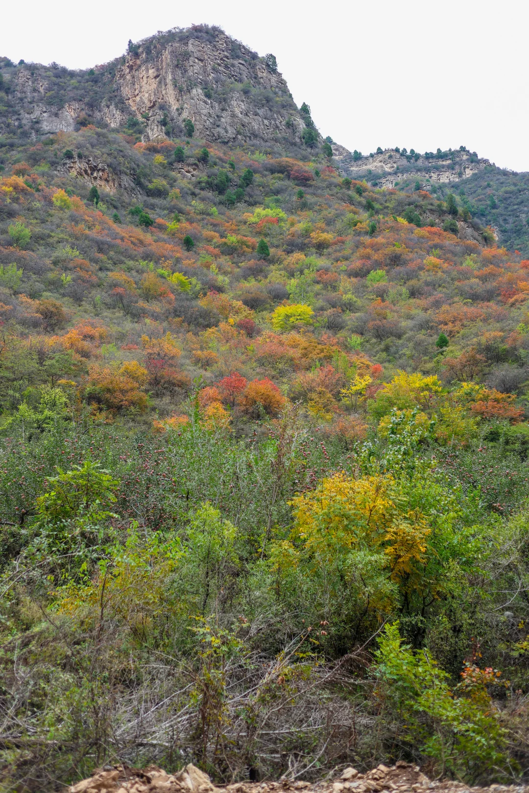 石家庄可以摘苹果，免费赏红叶的野山