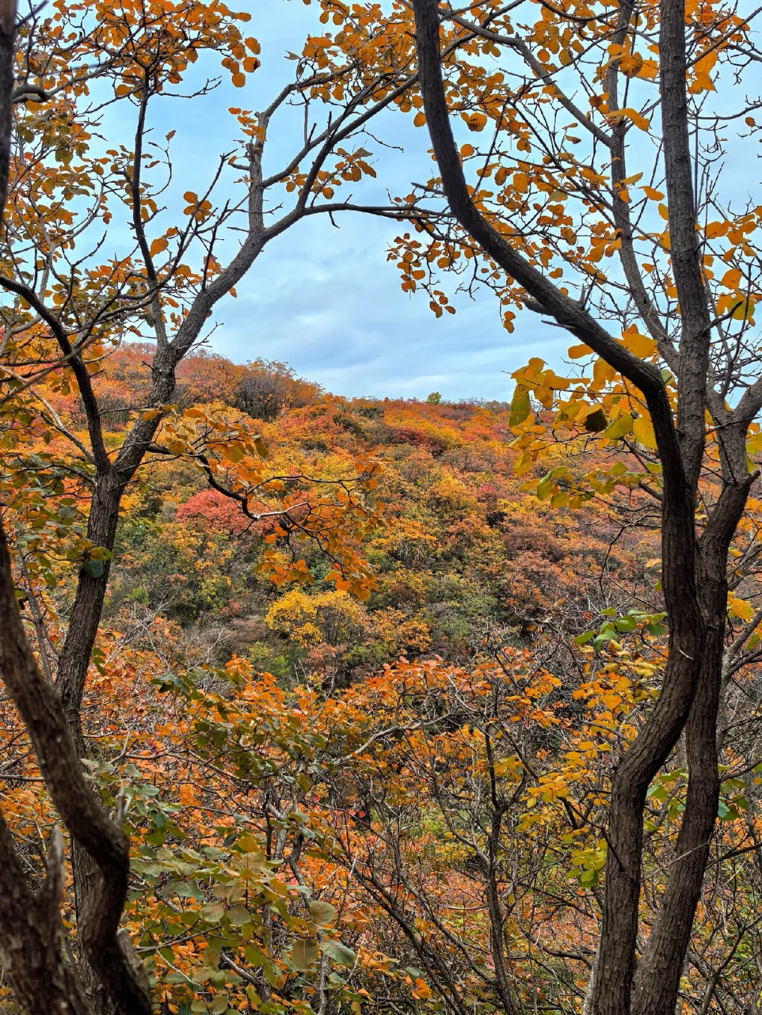 邯郸周边游：佛照山赏绝美红叶